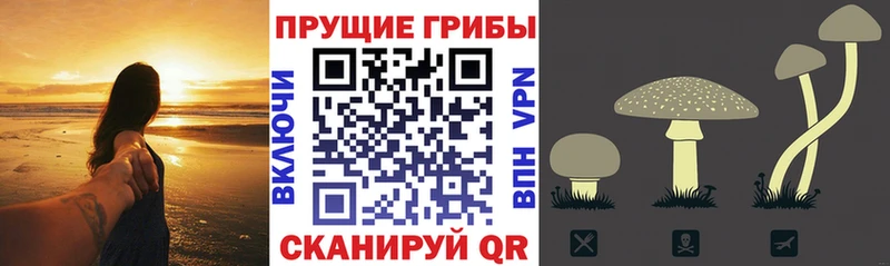 продажа наркотиков Богданович Псилоцибиновые грибы мицелий